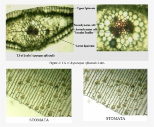 Asparagus Officinalis Linn - Garden Asparagus #1327379