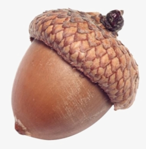 Seed Oak Photography Transprent Clipart Free - Acorn Seed #1327613