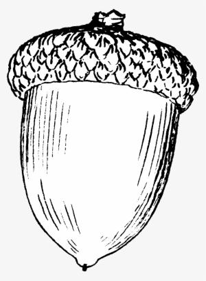 Acorn - Drawing Of An Acorn #1327976