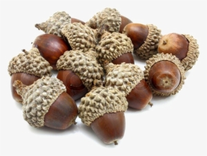 Acorn Png Photo - Acorns Png Transparency #1328456
