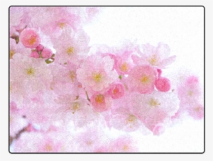 Beautiful Pink Japanese Cherry Tree Blossom Blanket - Cherry Blossom #1329990