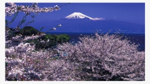2019 Cherry Blossom Highlights [tokyo, Mt - Mt Fuji Cherry Blossom 2017 #1330014
