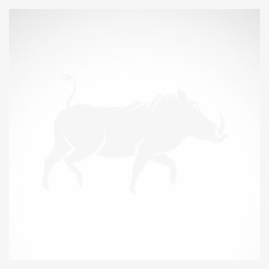 Image Library Stock Simple Color Vinyl Razorback Wild - Wild Boar #1331960