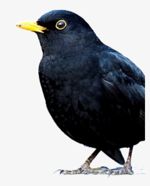 Bird Gard Electronic Bird Repellent Blackbids - Blackbird Bird #1332379