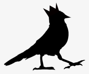 Home - Steller S Jay #1332799