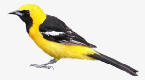 Black-masked Blackbird Px - Black And Yellow Bird Png #1332860
