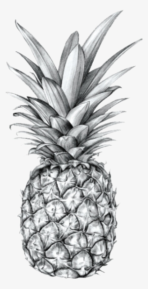 Verysexyrhino - Drawing Pineapple #1336183