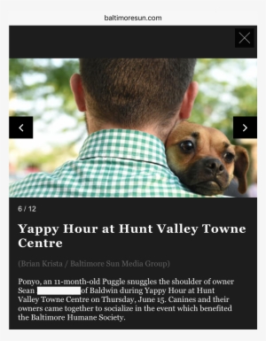 That Time Ponyo Graced The Baltimore Sun With Her Presence - Companion Dog #1338922