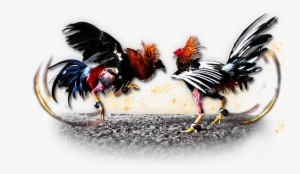 Roosters Who Lose The Fights Are Often Known Nothing - Imagenes De Gallos De Pelea Png #1339787