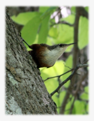 Canyon Wren - House Wren #1339963