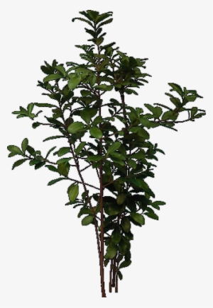 Tree Elevation - Illustration #1342234