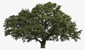 Tree - Big Truths For Young Hearts By Bruce A. W #1342278