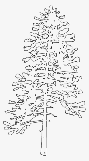 Pine Tree Elevation #1342311 Pine Tree Elevation #1342311