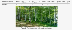 Category Elevation Basis Of 200 M - 200 Metres #1342492