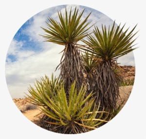 Http - Desert #1342553