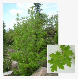 Pdm Trees Bigtoothmaple - Quaking Aspen #1342709