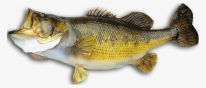 Fish Transparent Bass - Bass Fish Png #1342984