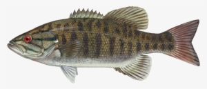 Learn About Smallmouth Bass And How To Catch Bigger - Smallmouth Bass #1343035