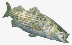 Skiff Life Now Offering Randy Mcgovern Fishing Apparel, - Striped Bass Transparent #1343062