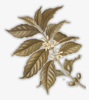 Its Quality Varies Based On Location And Elevation #1343064