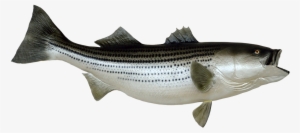 Fish Clip Art Png Stock #1343089