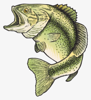 Printed Vinyl Bass Fish Png Royalty Free Download - Fish #1343142