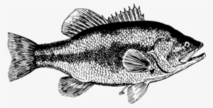 Grouper Black Sea Bass Largemouth Bass Fish - Black Sea Bass Clipart #1343166