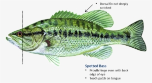 Spotted Bass Dorsal Fin #1343302