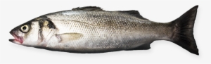 Sea Bass - Sea Bass Transparent #1343355