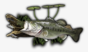 27\ - Bass Coffee Table Fish Mounts #1343429