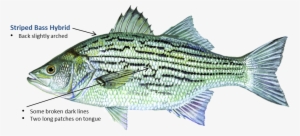 Striped Bass Hybrid - Hybrid Striped Bass #1343447