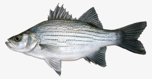 Http - //www - Fishbuoy - Com/images/images/fish Species - Arenac County, Michigan #1343466