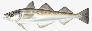Alaska Pollock - Theragra Chalcogramma #1343536