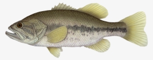 Largemouth Bass White Bass Smallmouth Bass Bass Fishing - Largemouth ...