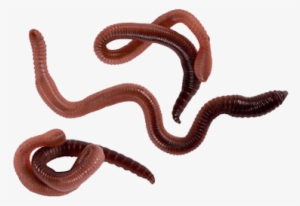 Worms Png #1343652