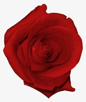 Real Flower Clip Art #1343828