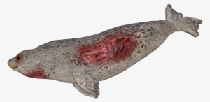 Dead Seal - Earless Seal #1343950