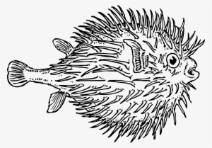 Pufferfish Fugu Clip Art - Blow Fish Clip Art #1344119