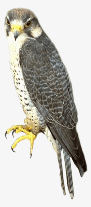 Free Png Falcon Png Images Transparent - Sharp Shinned Hawk Png #1344296