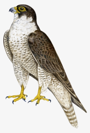 4 2 Falcon Png - Peregrine Falcon Png #1344326