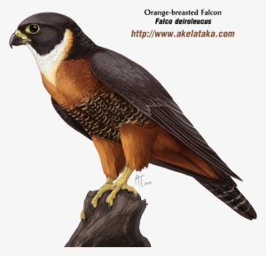 Falcon Png Photos - Falcon Png #1344329