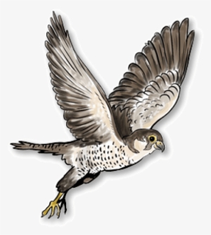Free Png Falcon Png Images Transparent - Falcon #1344388