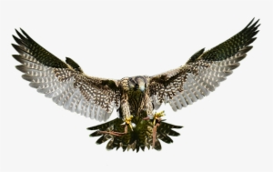 Falcon, Approach, Prey, Access, Raptor - Raptor Falcon Png #1344577