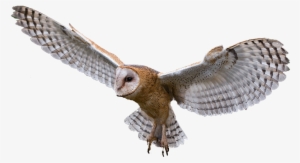 Cooper's Hawk Clipart Transparent - Owl Png #1344630