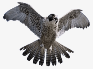 Free Png Falcon Png Images Transparent - King Sindbad And His Falcon #1344860