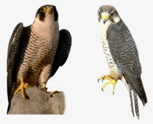 Free Png Falcon Png Images Transparent - Falcon Png #1345061