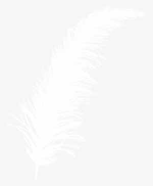 Ostrich Feather Png White Ostrich Feather Image - Imagen Pluma Blanca Png #1345193