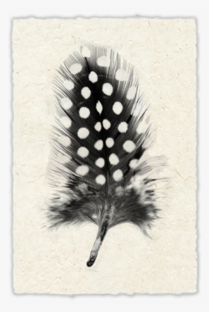 Black Feathers White Spots #1347276