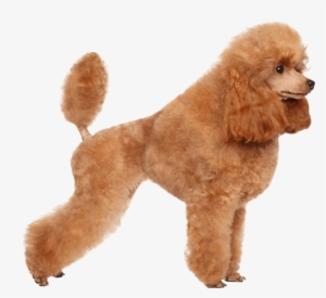 Poodle Png #1347280 Poodle Png #1347280