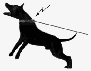 Research From Sweden Shows That 75 % Of Active Dogs - Dog Collar #1347393